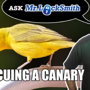 Ask Mr  Locksmith: Pet Rescue   Canary