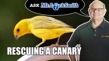 Ask Mr Locksmith: Pet Rescue Canary