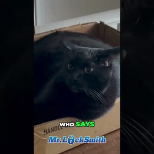 Hilarious Cat Locks Humans Out of House | Mr. Locksmith