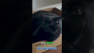 Hilarious Cat Locks Humans Out of House | Mr. Locksmith